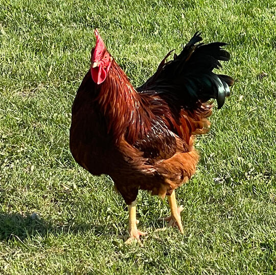 jumbo Coturnix quail